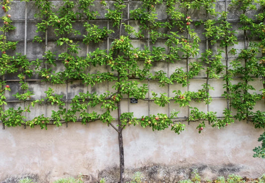 Planning and planting for narrow spaces