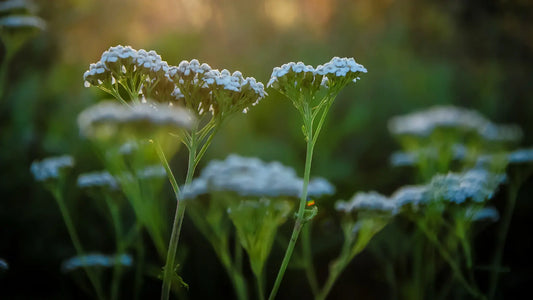 How to create a thriving garden during winter