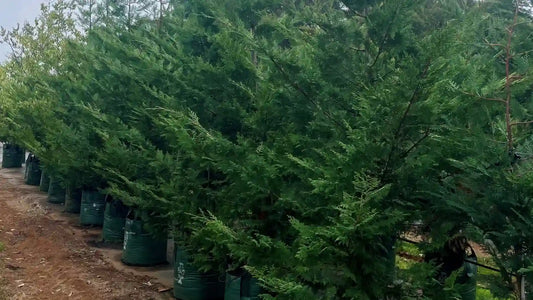 How to Plant Large Grow Bag Plants