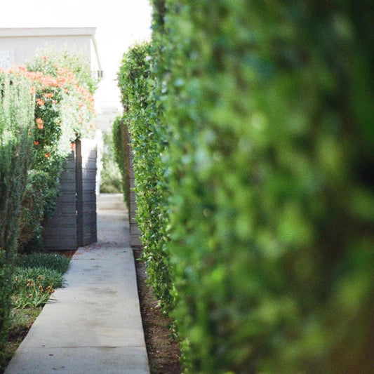 Planting for Narrow Spaces