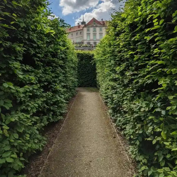 Evergreen screening collection featuring privacy hedging plants with year-round foliage. Includes best sellers like Waterhousia Weeping Lilly Pilly, Backyard Bliss, and the popular Miles Choice.