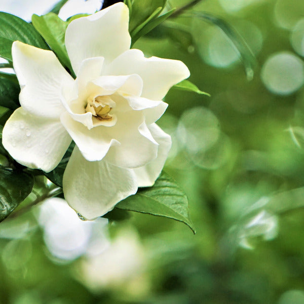 Classic collection featuring timeless garden favourites including Gardenia, Crab Apple, Jasmine, and Cherry Blossoms. Perfect for traditional, elegant garden designs that never date.