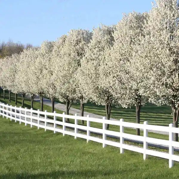 Ornamental tree collection featuring Ornamental Pears, Silver Birch, Moss White, and Canadian Maples. Ideal for avenue planting, feature trees, and adding seasonal colour and structure to gardens.