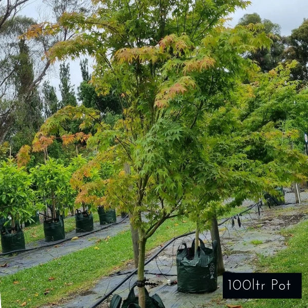 Acer Palmatum