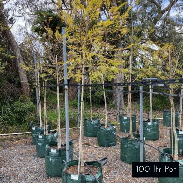 Blue Jacaranda