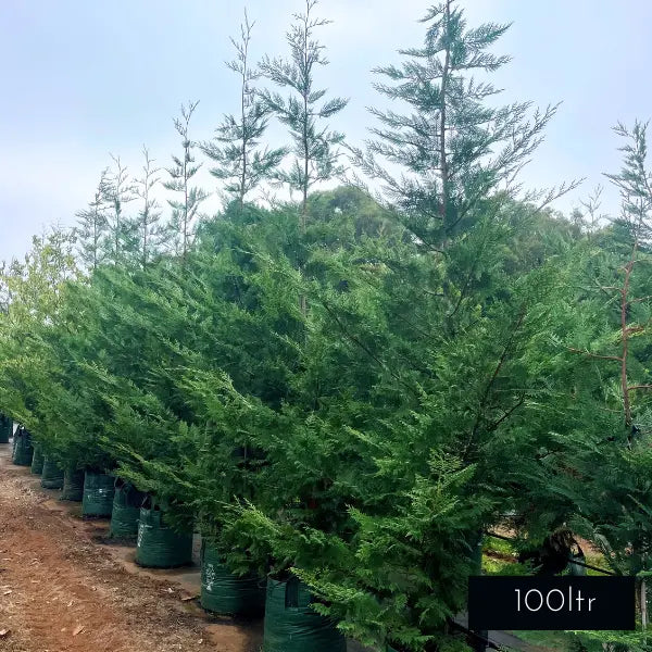 BetterGreen Cypress 'Madeline' Leylandii