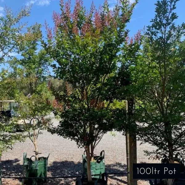 Tonto Crepe Myrtle Lagerstoemia