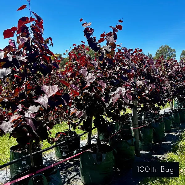 Cercis Forest pansy, splash of burgundy red foliage, a spectacular deciduous feature tree for modern and classic garden design.