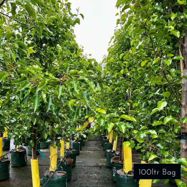 Pyrus calleryana Cleveland Select – elegant ornamental pear with dense foliage, seasonal flowers, and vibrant autumn tones, ideal for avenue or feature planting.