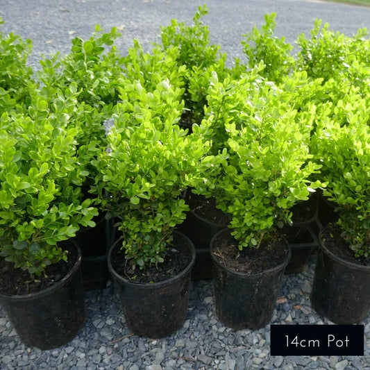 Japanese Box Buxus Microphylia