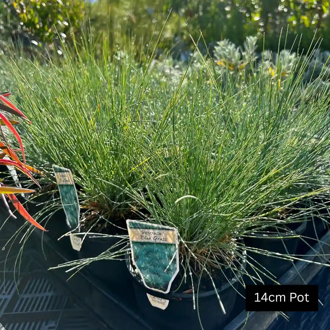 Festuca glauca drought tolerant Blue Fescue grass with neat blue foliage, great for borders, containers and low care gardens.