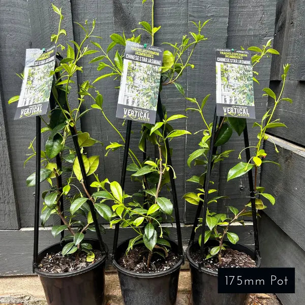 Chinese Star Jasmine (Trachelospermum jasminoides) – evergreen climber with glossy green foliage and fragrant white star-shaped flowers, ideal for fences, walls, and garden screens.