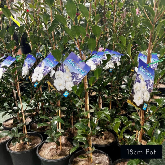 Camellia Sasanqua Avalanche Slimline