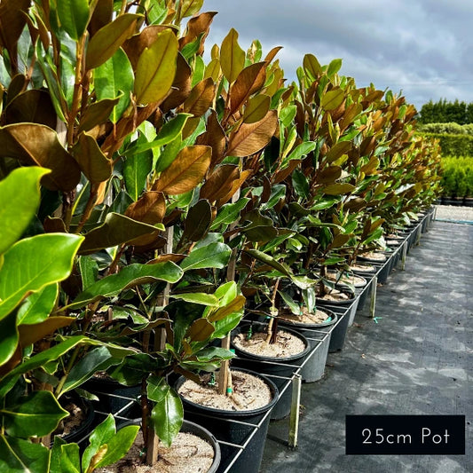 Little Gem Magnolia Grandiflora