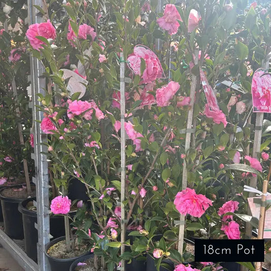 Camellia Sasanqua Slimline With Love