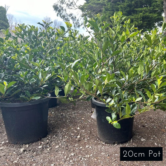 Gardenia Augusta Florida