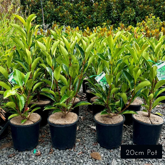 Emerald Lustre Viburnum Odoratissimum