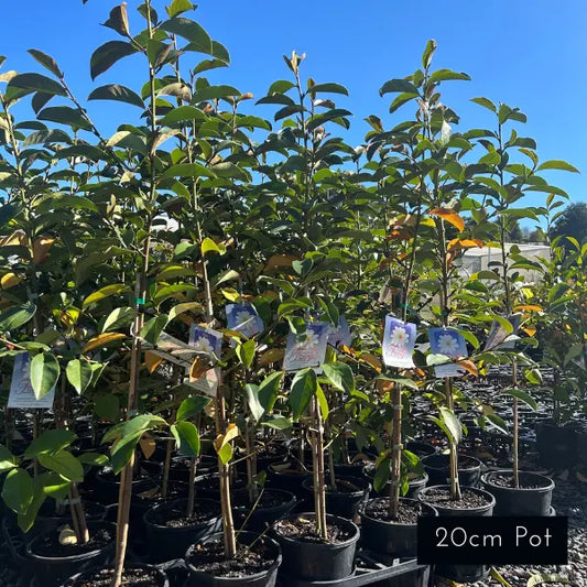 Magnolia Fairy Blush