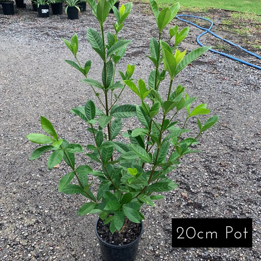 Gardenia Augusta Magnifica