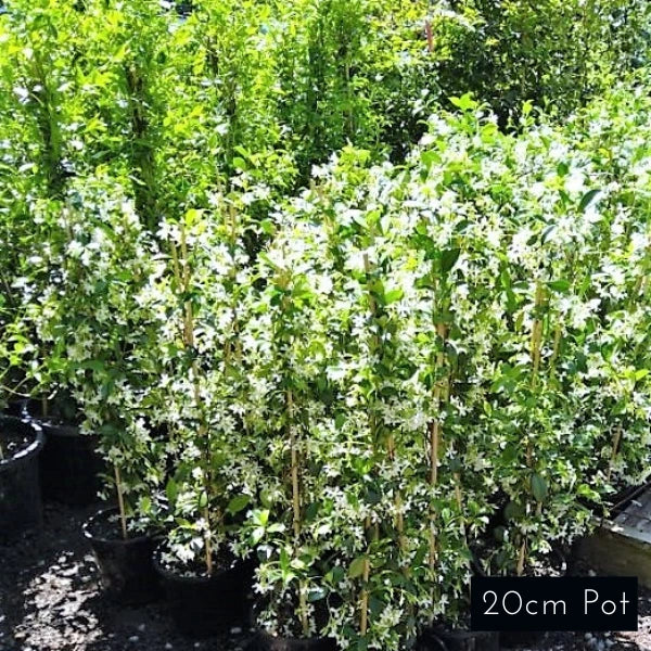 Star Jasmine
