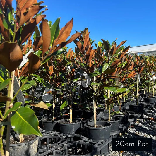 Kay Parris Magnolia Grandiflora