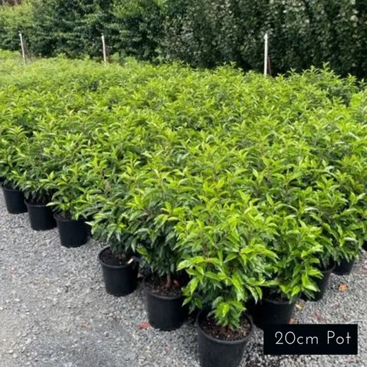 Portuguese Laurel Prunus lusitanica