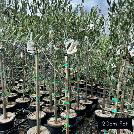 Manzanillo Olive Olea Europaea