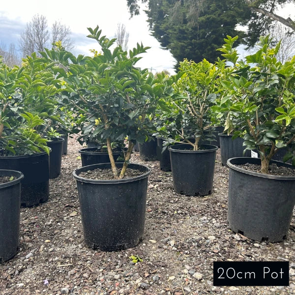 Murraya Paniculata
