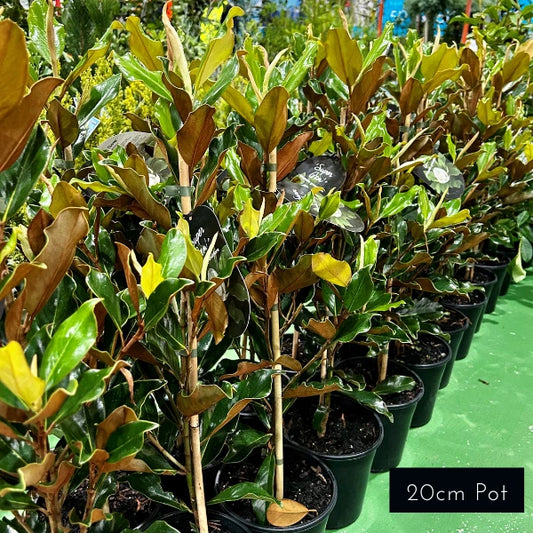 Super Gem Magnolia Grandiflora