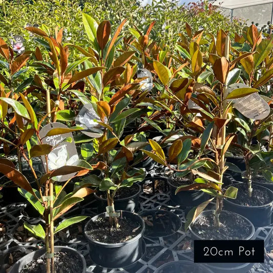 Sweet and Neat Magnolia Grandiflora