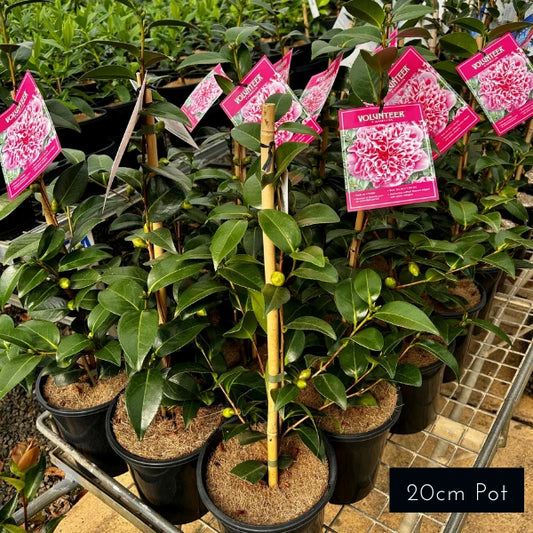 Camellia Japonica Volunteer
