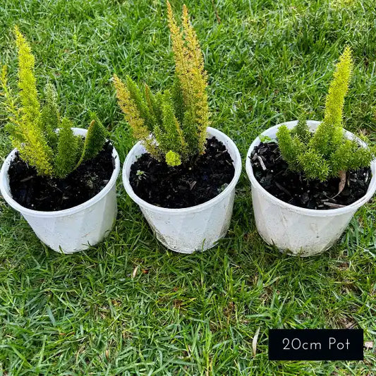 Asparagus Fern (Asparagus meyeri) with bright lime-green foxtail-like fronds, perfect for adding texture and architectural form to garden beds or underplanting in Melbourne.