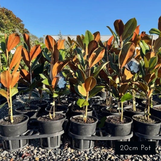 Magnolia grandiflora 'Coolwyn Gloss' — glossy evergreen foliage with large, creamy white flowers, ideal for screening and feature planting.
