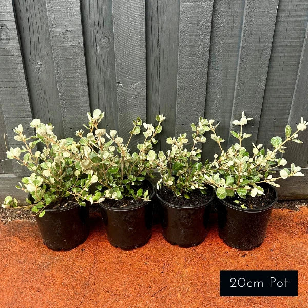 Correa alba – hardy Australian native shrub with soft grey-green foliage and white star-shaped flowers. Ideal for coastal gardens, evergreen screening, and attracting birds.