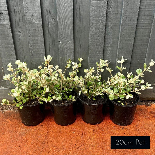 Correa alba – hardy Australian native shrub with soft grey-green foliage and white star-shaped flowers. Ideal for coastal gardens, evergreen screening, and attracting birds.