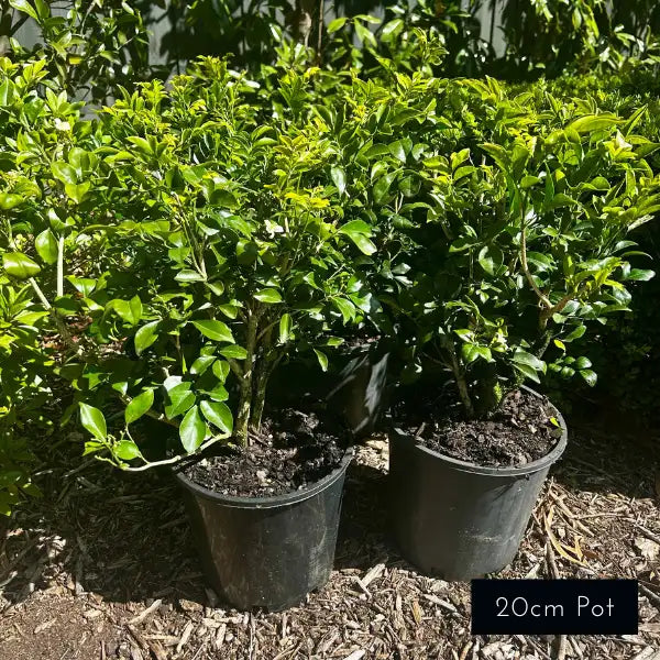 Murraya paniculata Orange Jessamine – fragrant evergreen hedge plant with glossy foliage and white flowers, ideal for screening and privacy.