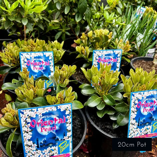 Oriental Pearl – compact evergreen shrub with fine foliage and small rounded habit, ideal for low hedges, borders and modern Melbourne gardens.