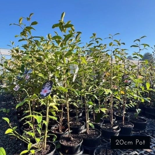 Small growing evergreen magnolia with abundant pink flowers and a delicate fragrance.