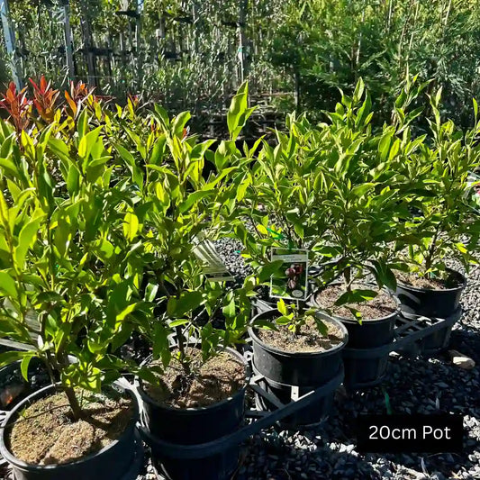 20cm Port wine evergreen magnolia for hedging, garden borders and feature platner pots.
