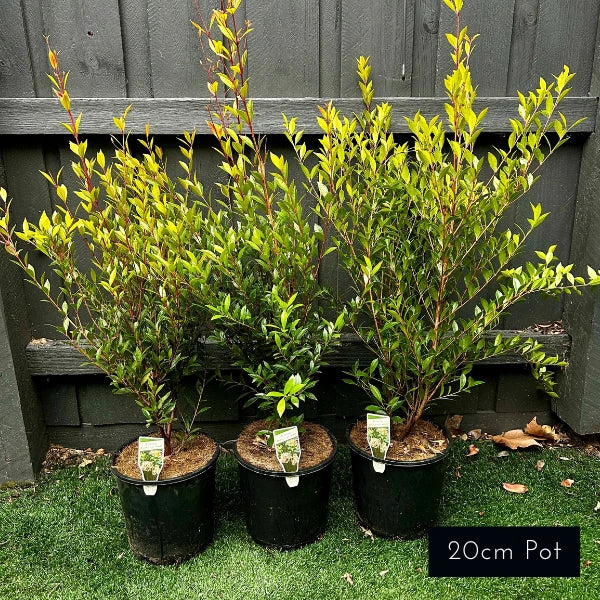Acmena smithii 'Minor' Lilly Pilly – compact evergreen Australian native ideal for low hedges, screening, and small garden spaces