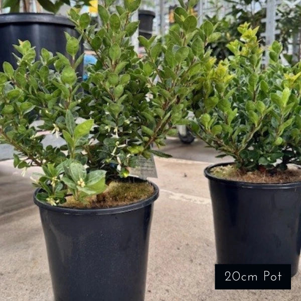 Osmanthus ‘Heaven Scent’ Sweet Olive plant, dense evergreen foliage with perfumed white blooms, perfect for screening and Australian gardens.