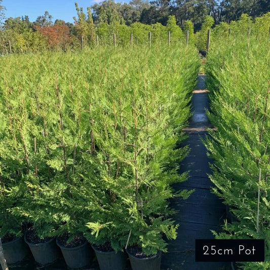 BetterGreen Cypress 'Madeline' Leylandii