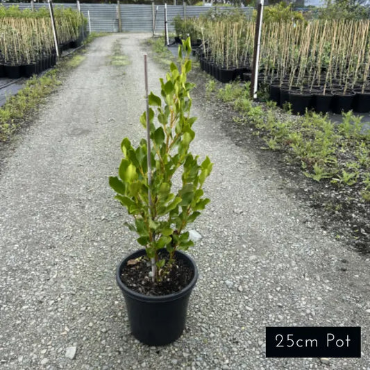 Broadway Mint Griselnia Littoralis