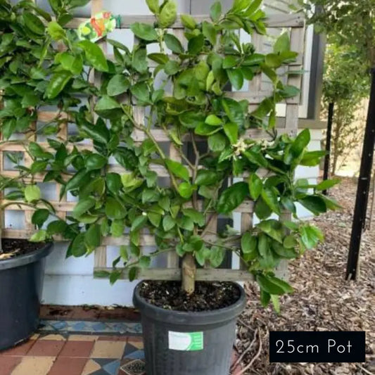 Dwarf Citrus Espalier
