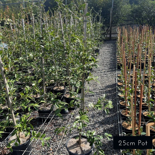 Camellia Sasanqua Early Pearly