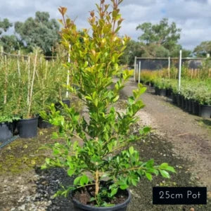 Hinterland Gold Syzygium Australe
