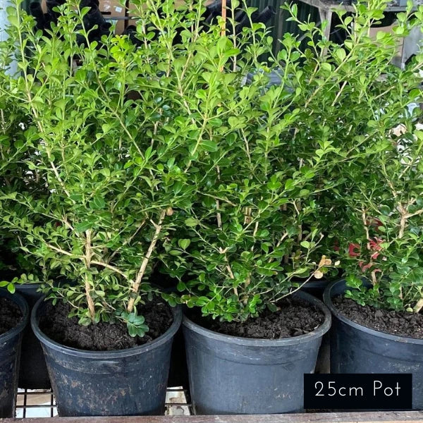 Japanese Box Buxus Microphylia