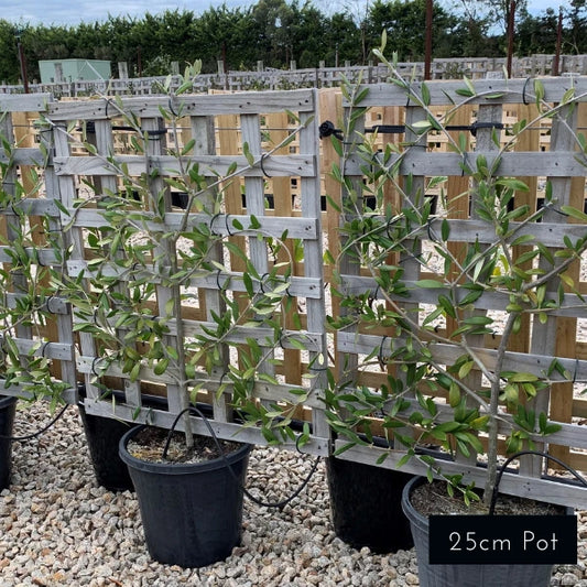 Espalier Olive