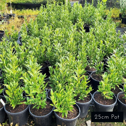 Miles Choice Bay Tree Laurus Nobilis