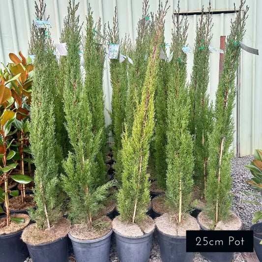 Italian Pencil Pine Cupressus Sempervirens Glauca